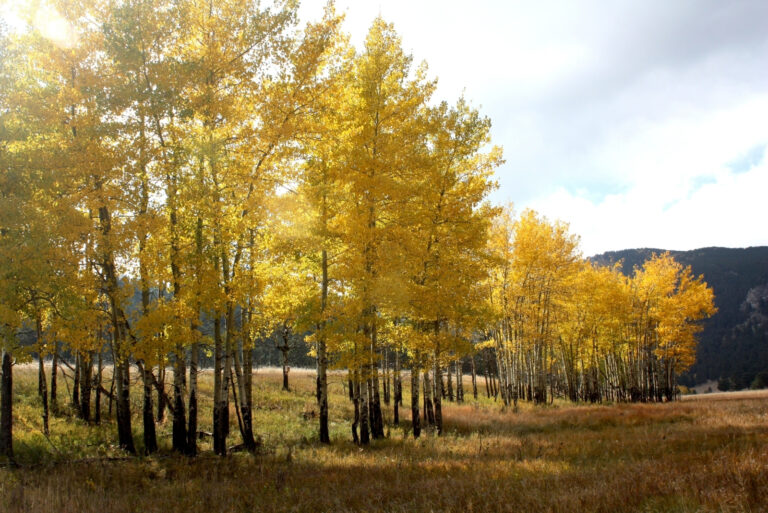 An Aspen Grove in Colorado (featured image)