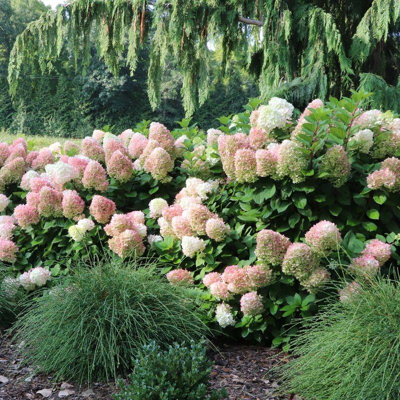 Showy Garden Hydrangeas