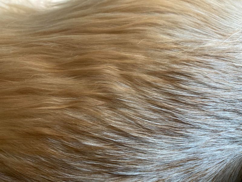 Pet Fur Treated With Flea Medications