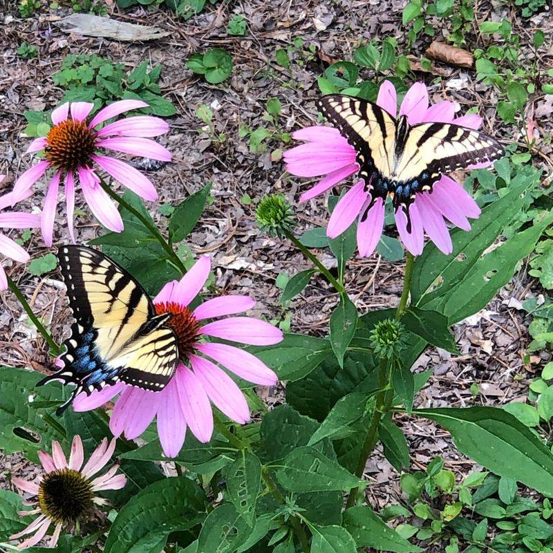 Butterfly-Friendly Coneflowers