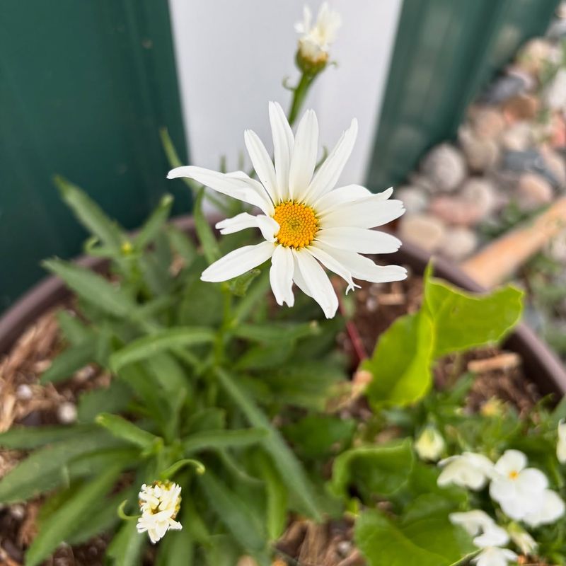 Shasta Daisy