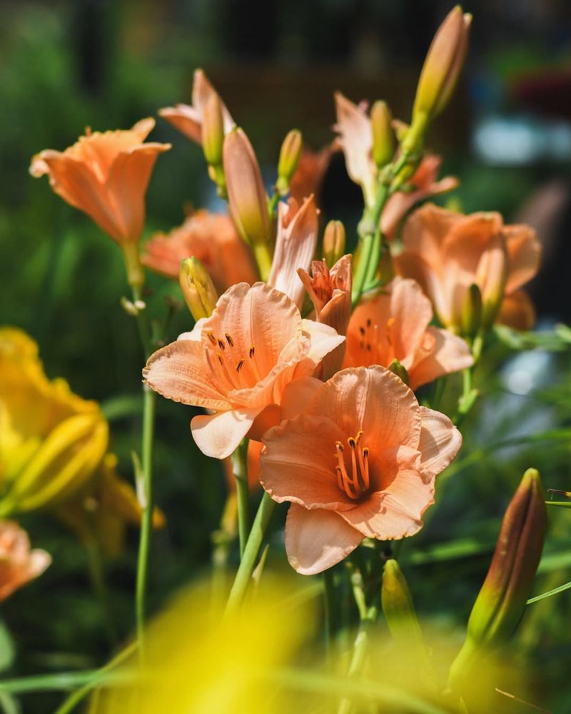 Daylilies: The Truly Carefree Perennial