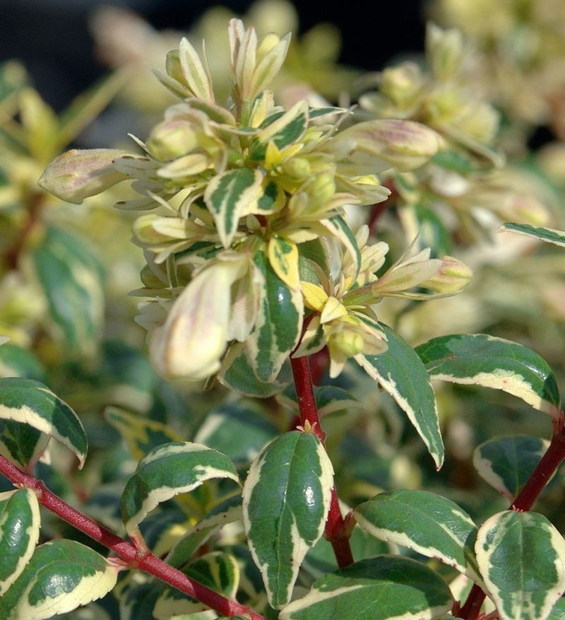 Enhance Flowering In Low Light
