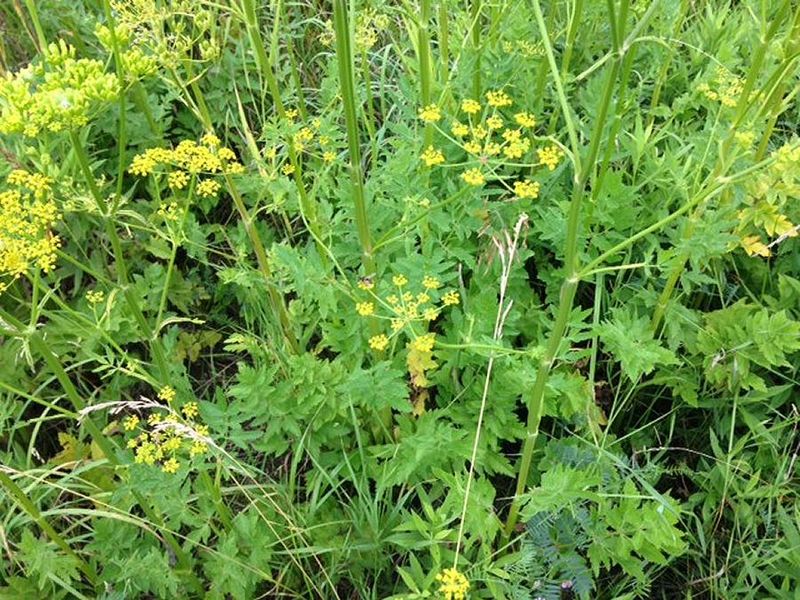 Wild Parsnip: The Roadside Burn Hazard