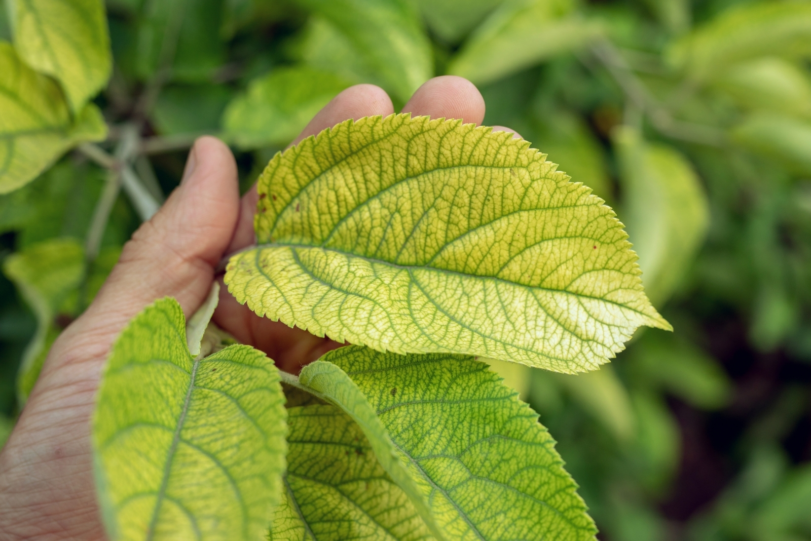 Common Reasons Outdoor Plants Turn Yellow In Michigan