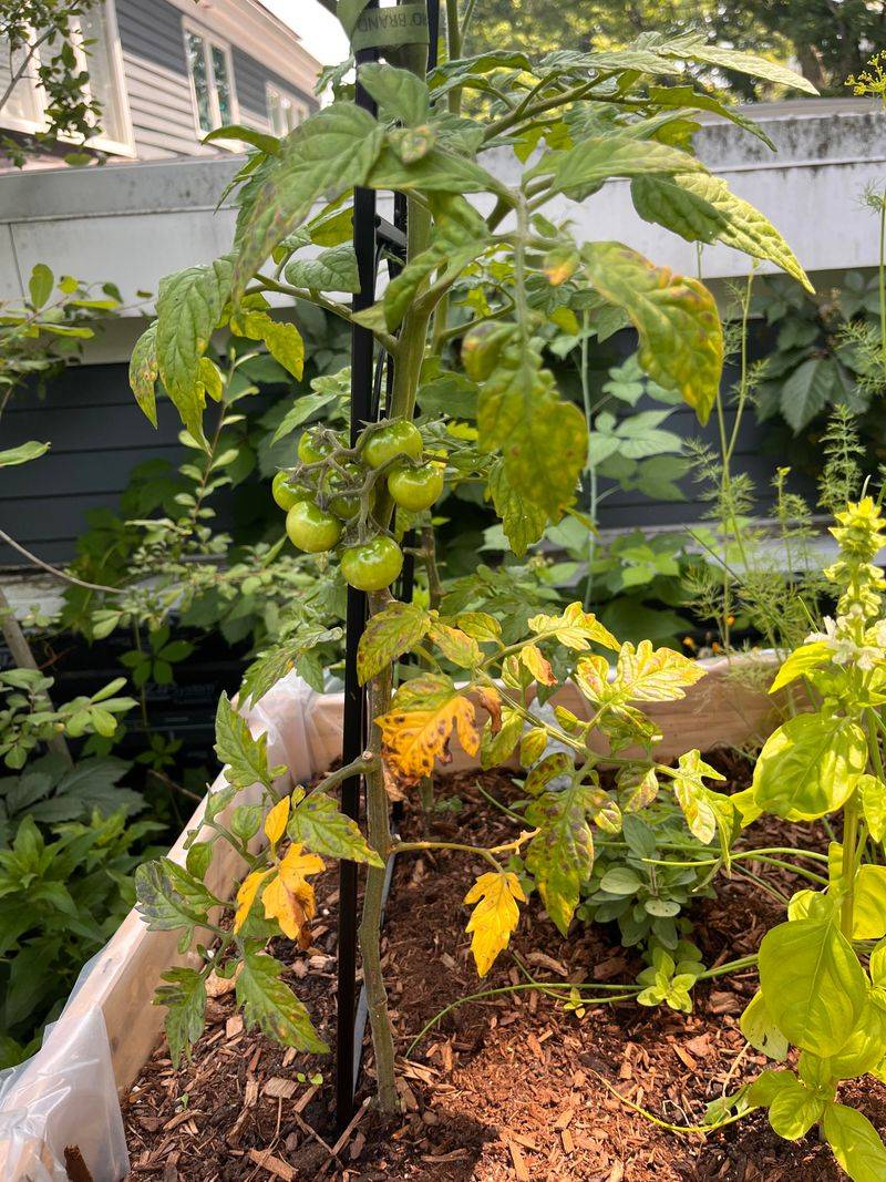 Nitrogen Deficiency