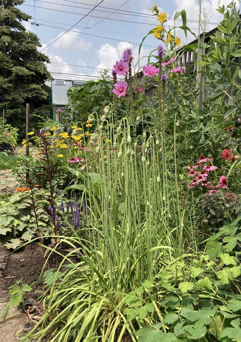 Hyperlocal Plant Swaps