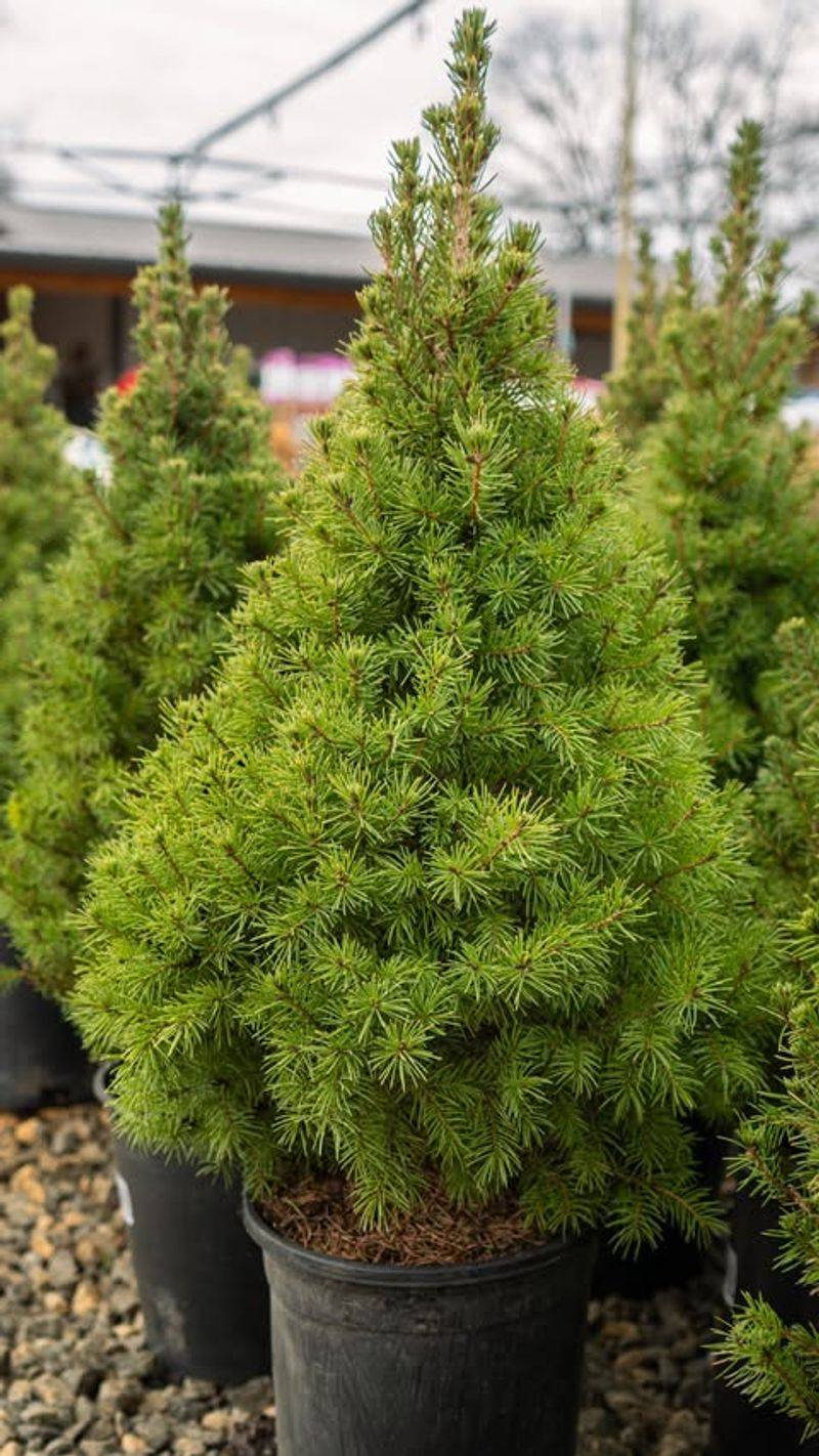 Dwarf Alberta Spruce