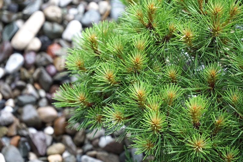 Dwarf Mountain Pine