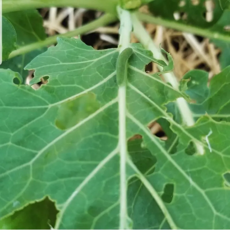 Nutrient Deficiencies Limiting Development