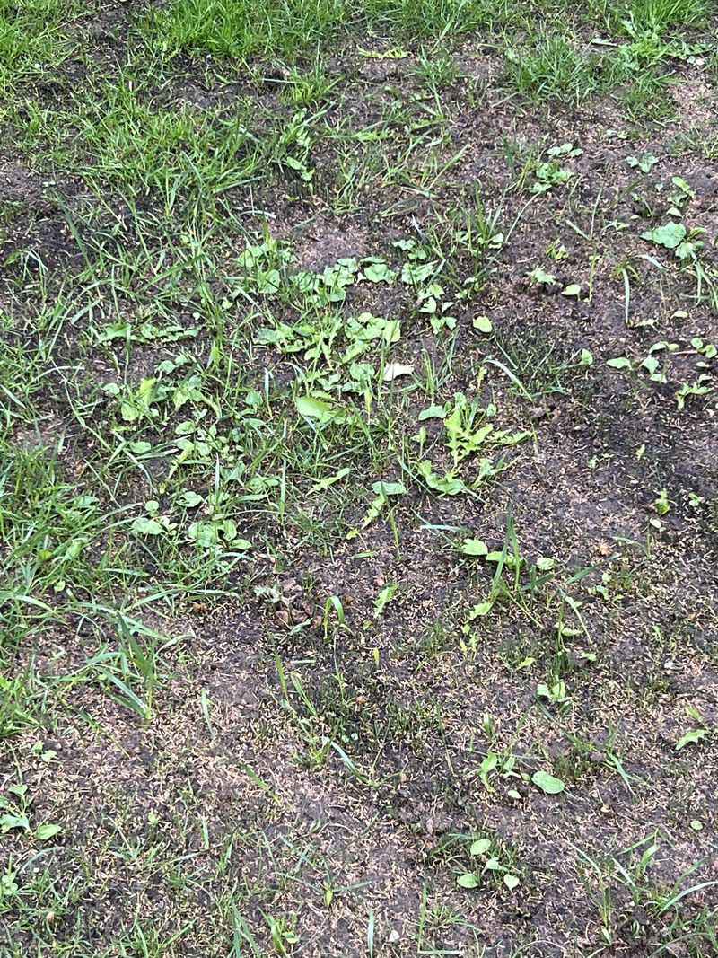 Planting the Wrong Grass