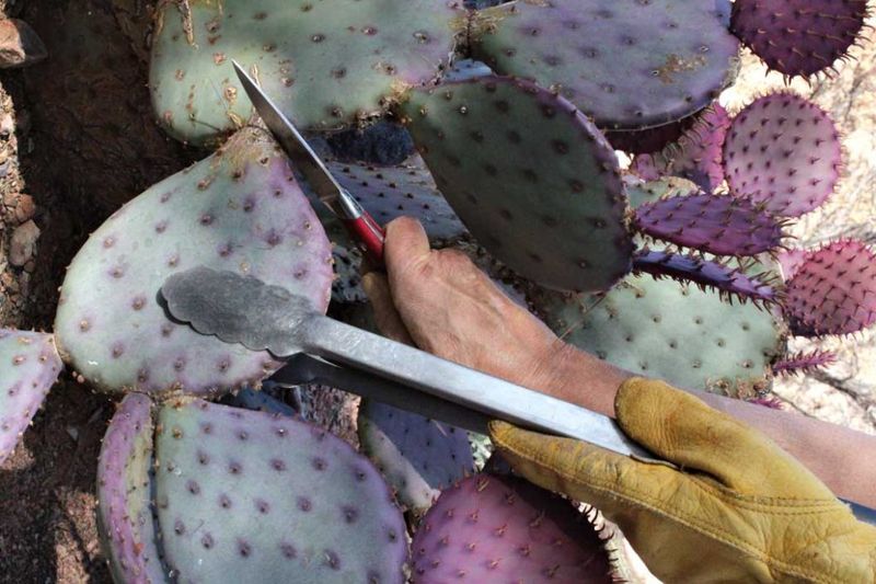 Pruning Cacti And Desert Shrubs Safely