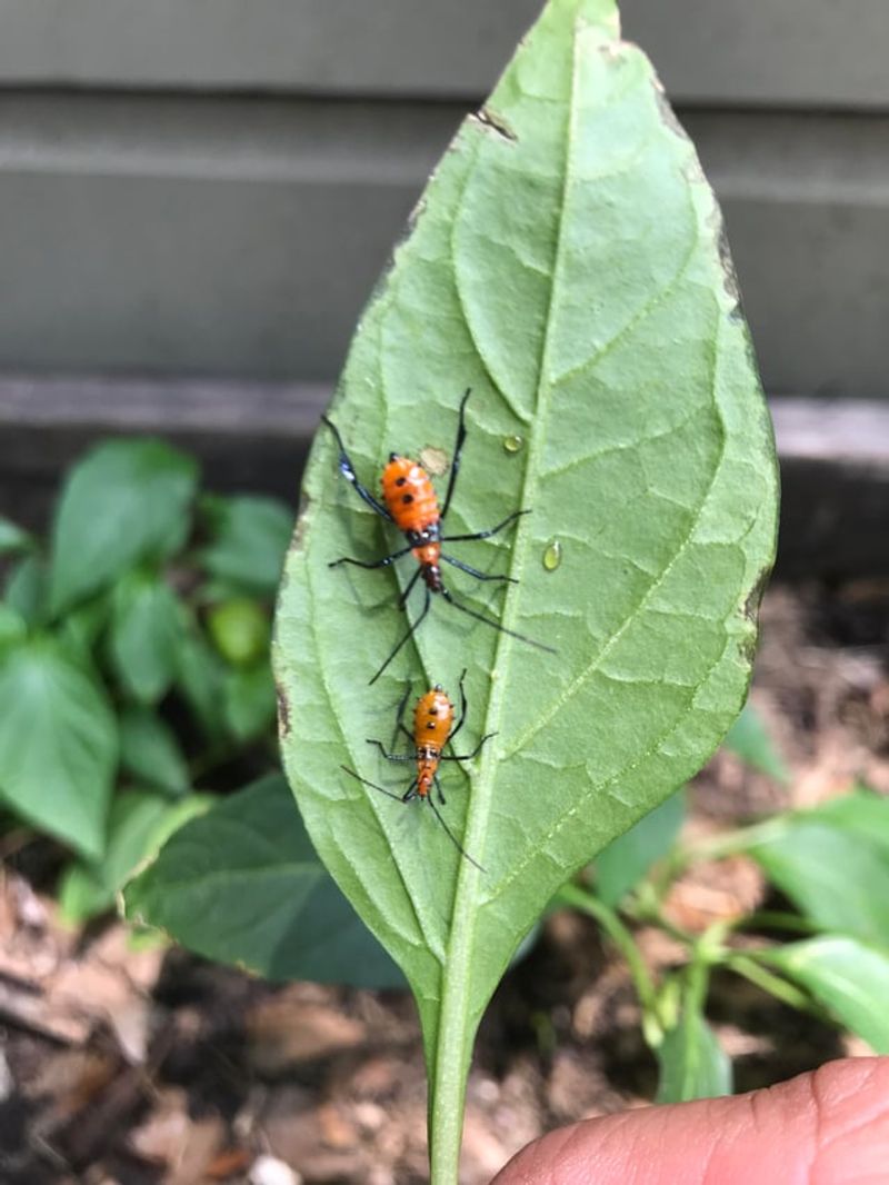 Natural Pest Management