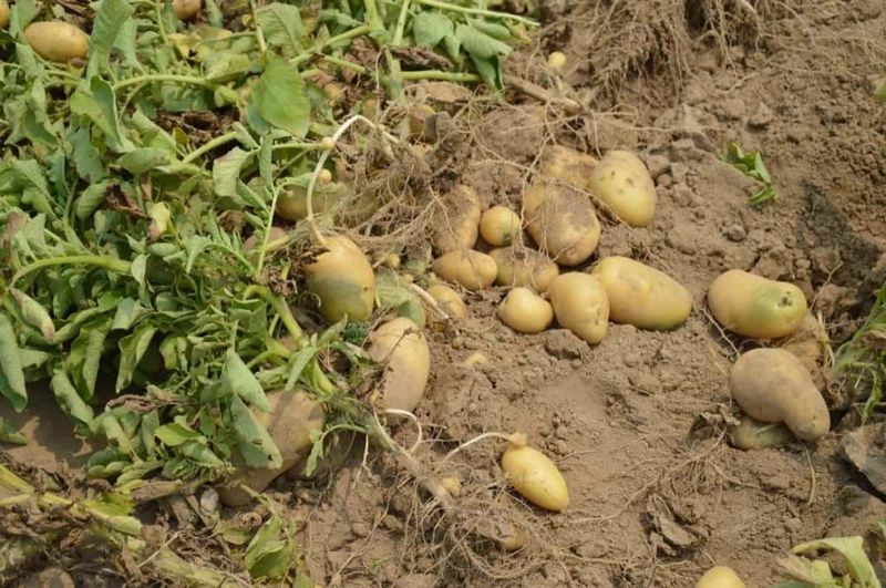 Russet Variety Rotation