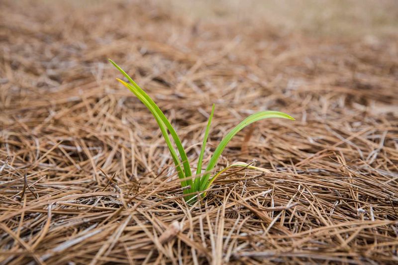 Pine Needle Acid Mulch