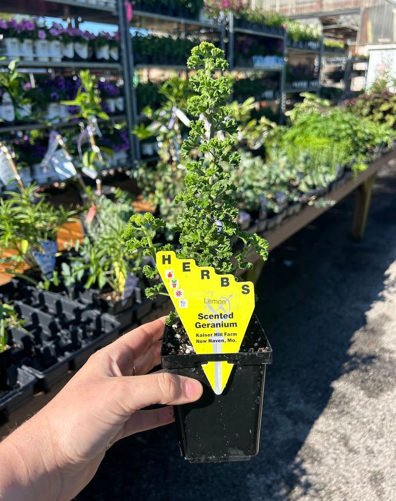 Seasonal Plant Sales