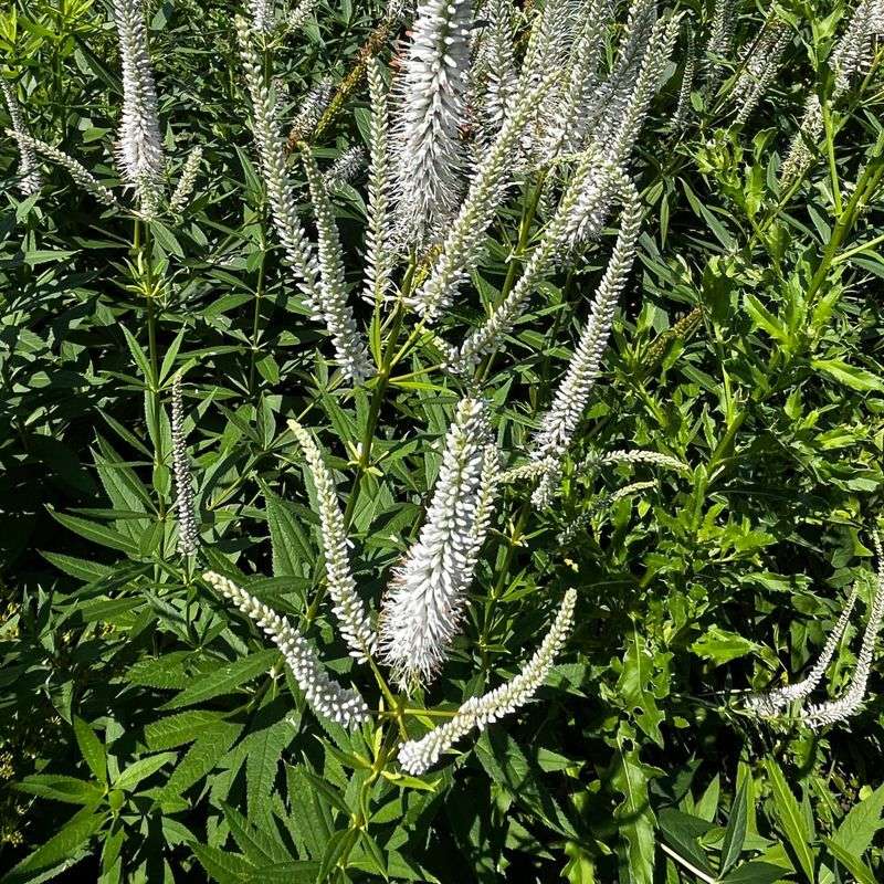 Culver's Root