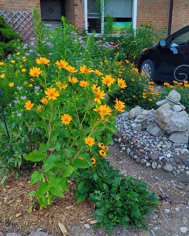Pollinator Paradise