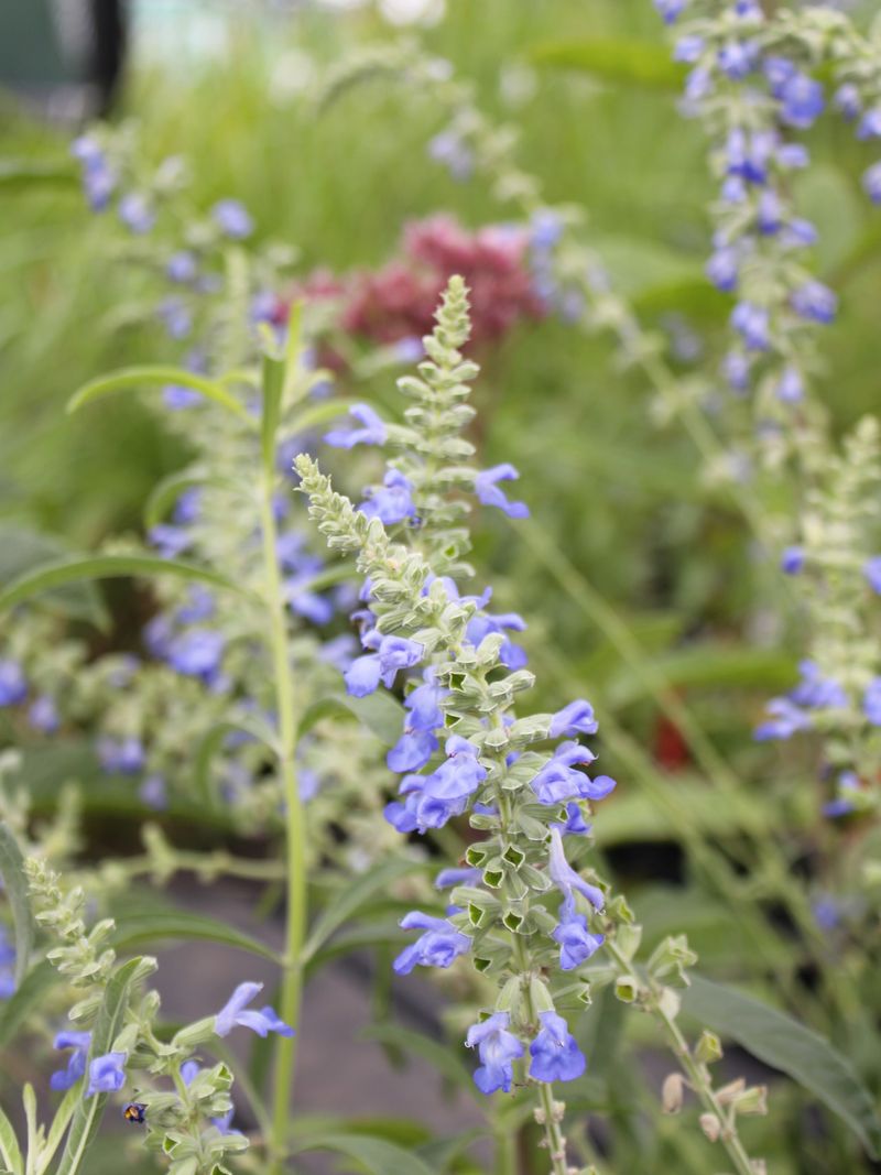 Pitcher Sage