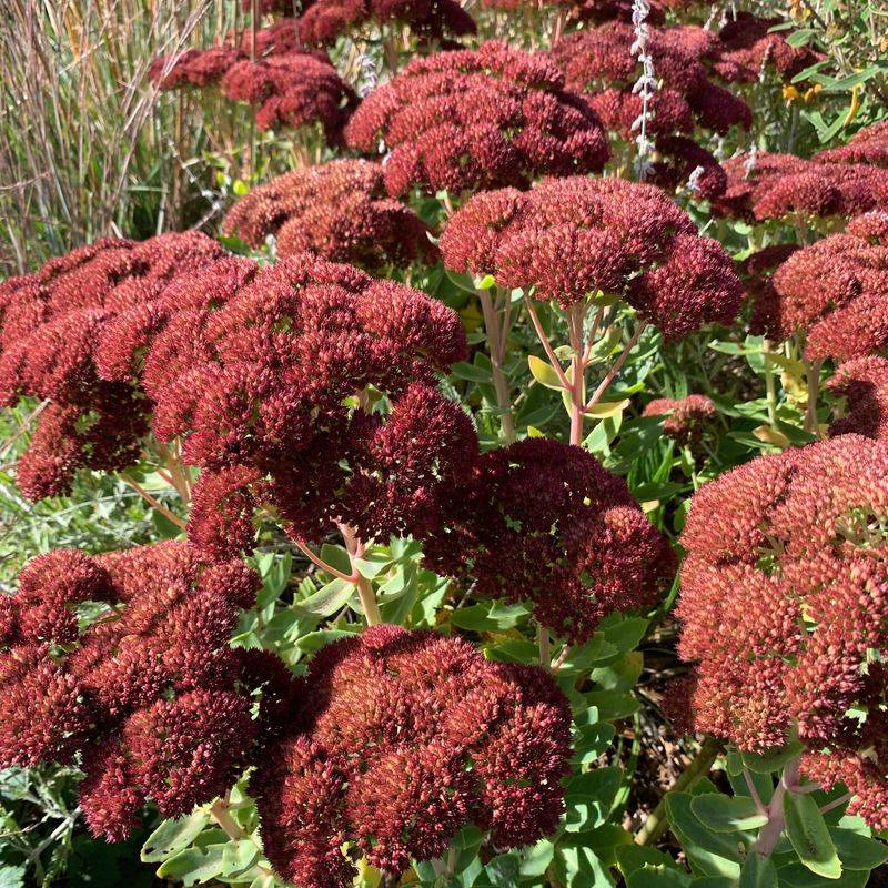 Sedum 'Autumn Joy'