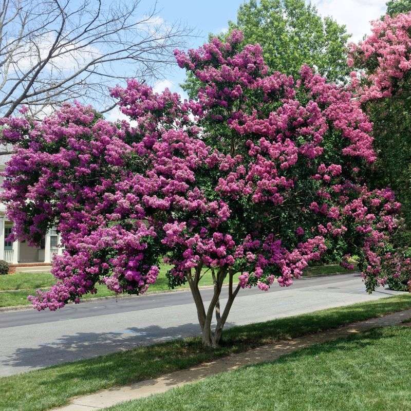 Crape Myrtle: Summer's Colorful Heat-Loving Tree