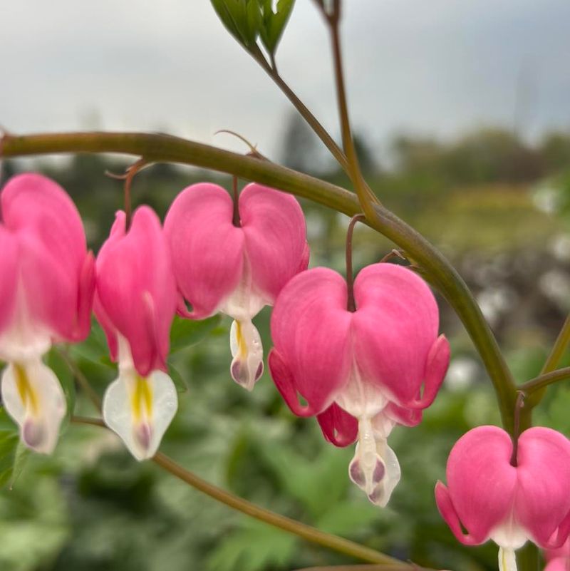 Bleeding Heart (Dicentra spectabilis)