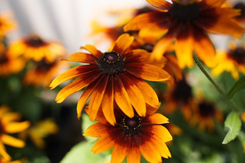 Black-Eyed Susans For Long-Lasting Color