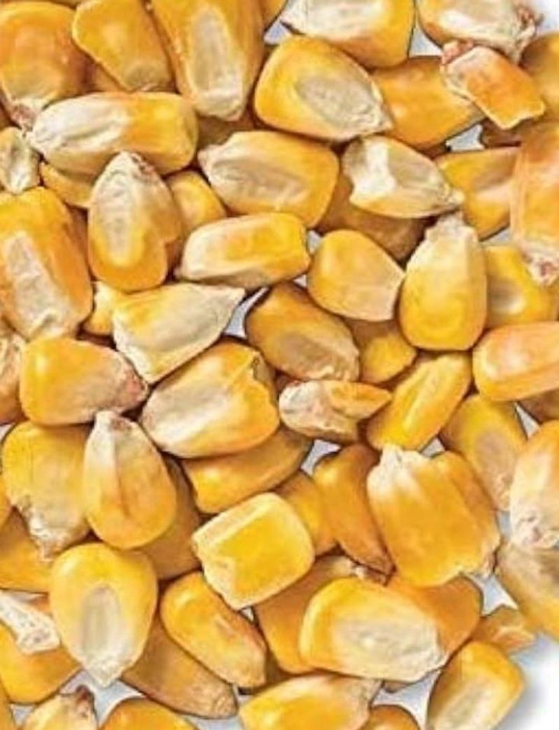 Cracked Corn Plantings: Easy Starter Solution