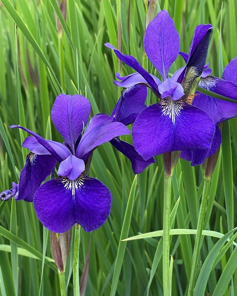 Iris Foliage Harbors Trouble