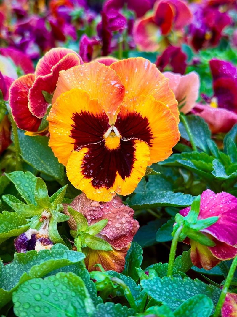 Pansies