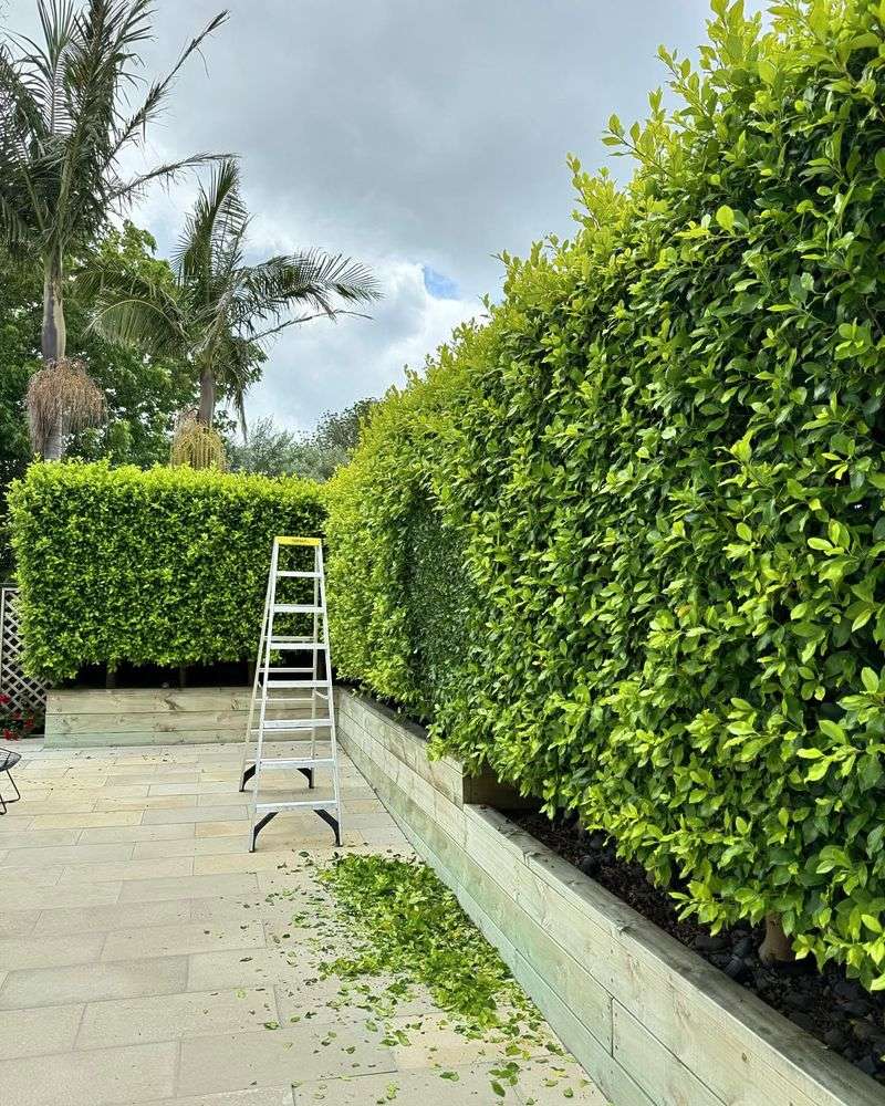 Ficus Hedges