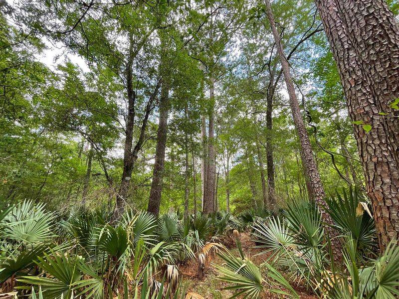 Dwarf Palmetto