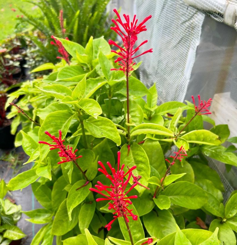 Firespike: Hummingbird Haven