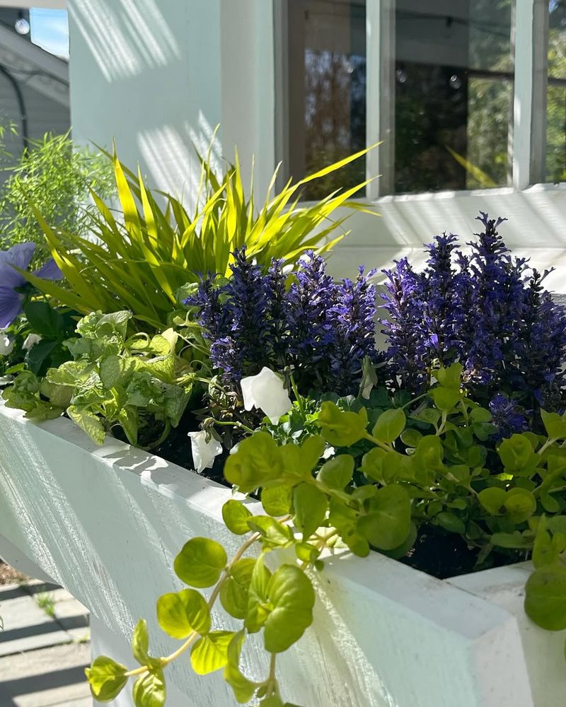 Ajuga and Ivy
