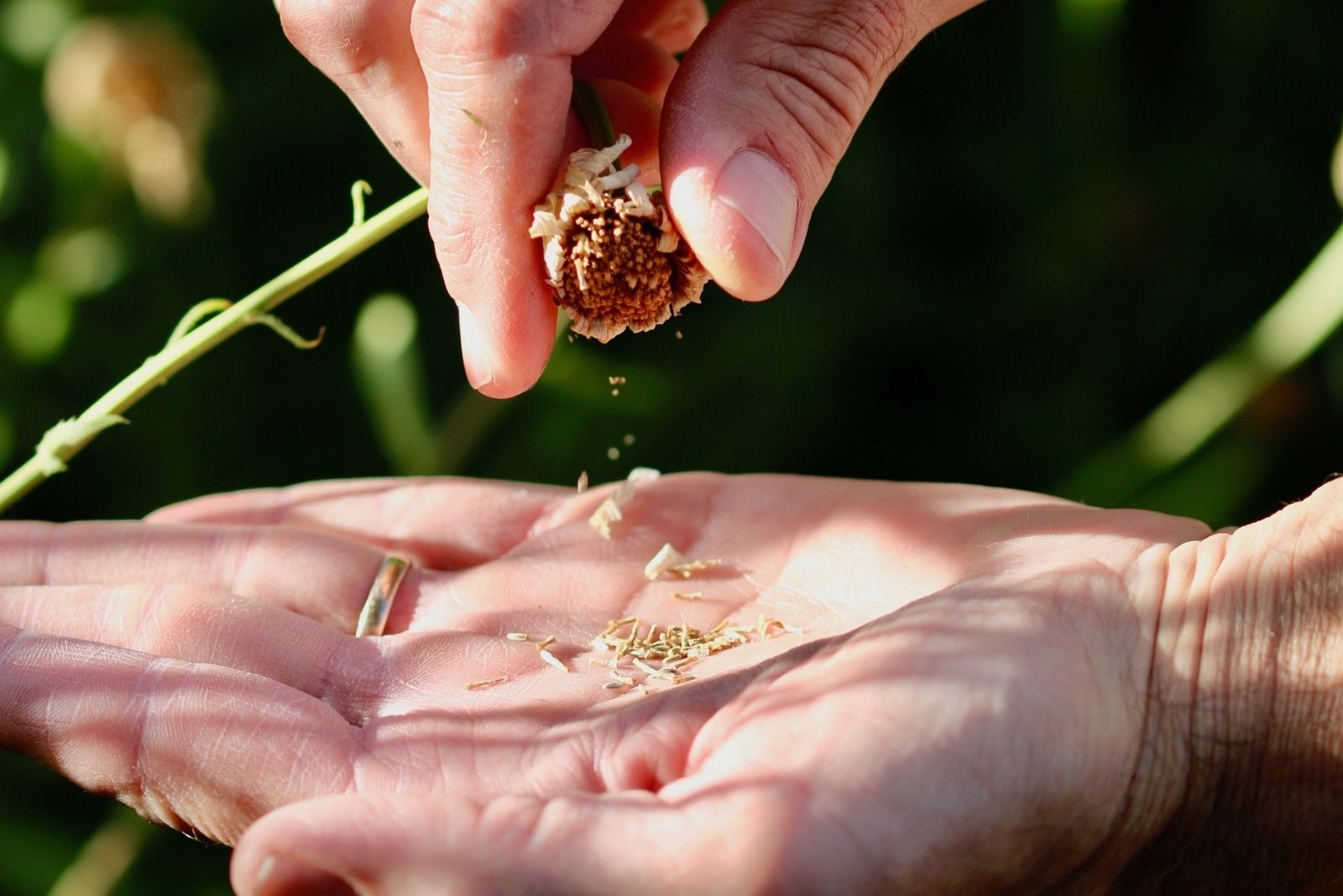 Conservation Tips For Smarter Fall Garden Prep In Oregon