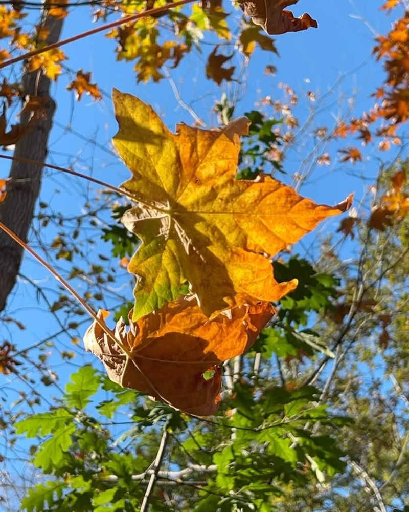 Turn Fallen Leaves Into Garden Gold