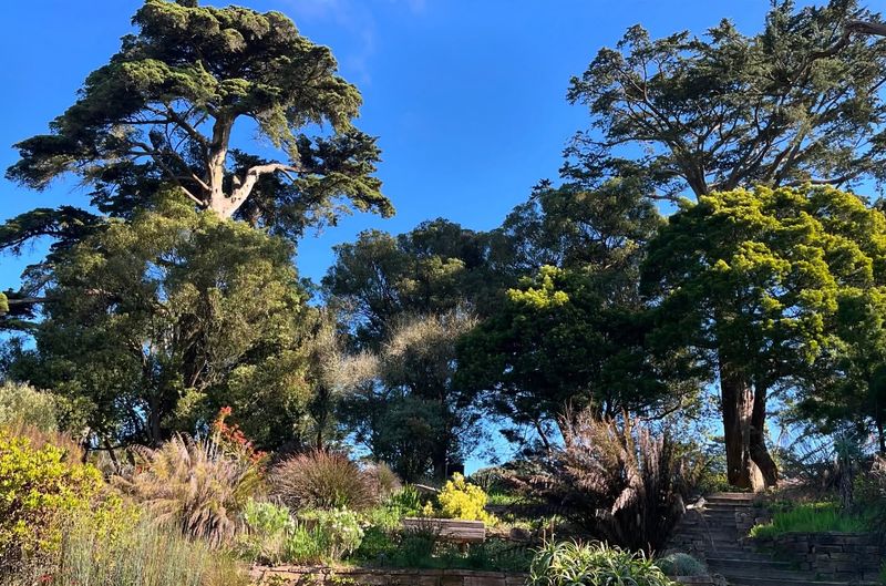 San Francisco Botanical Garden