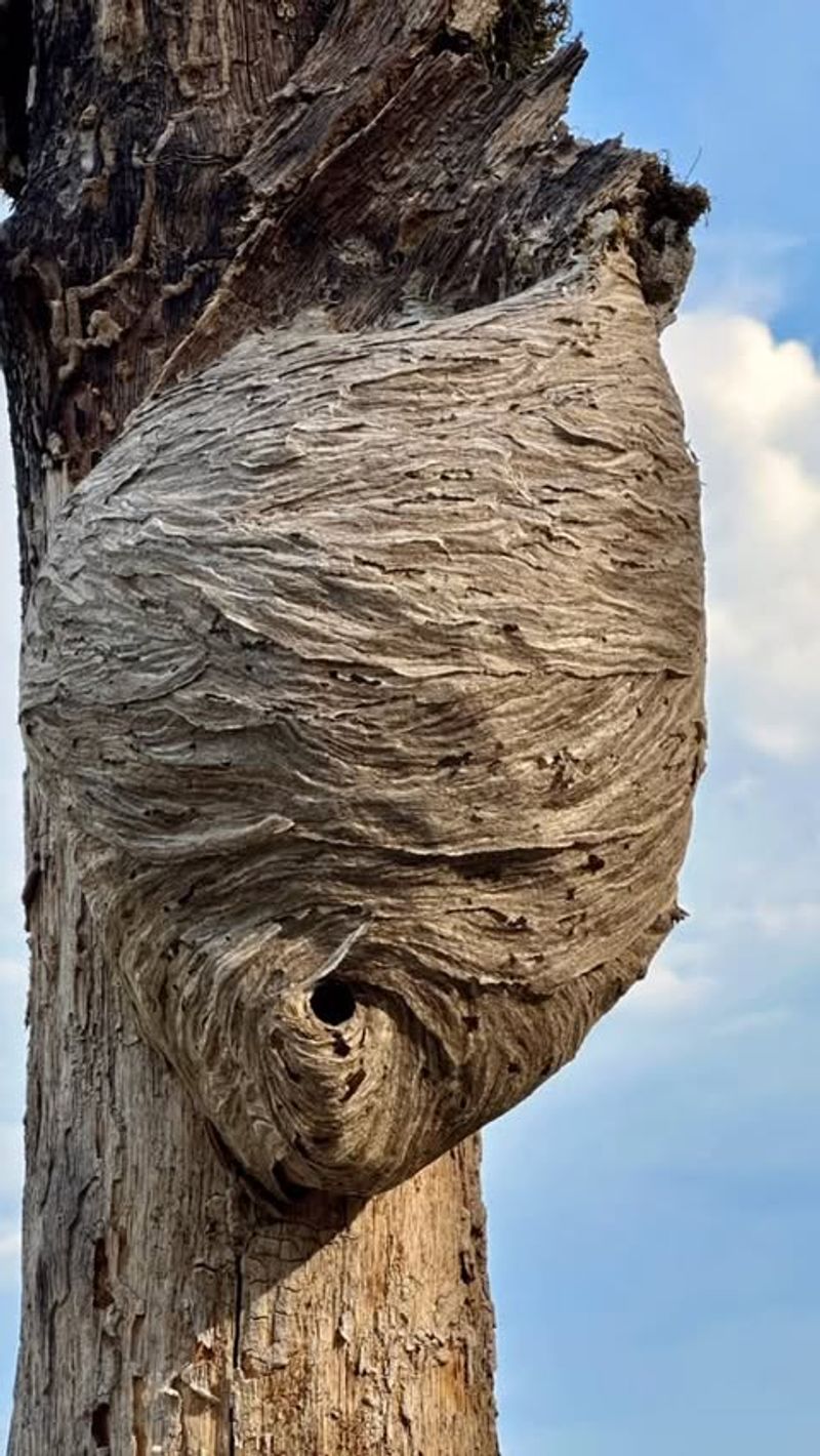 Never Attempt DIY Removal During Daytime