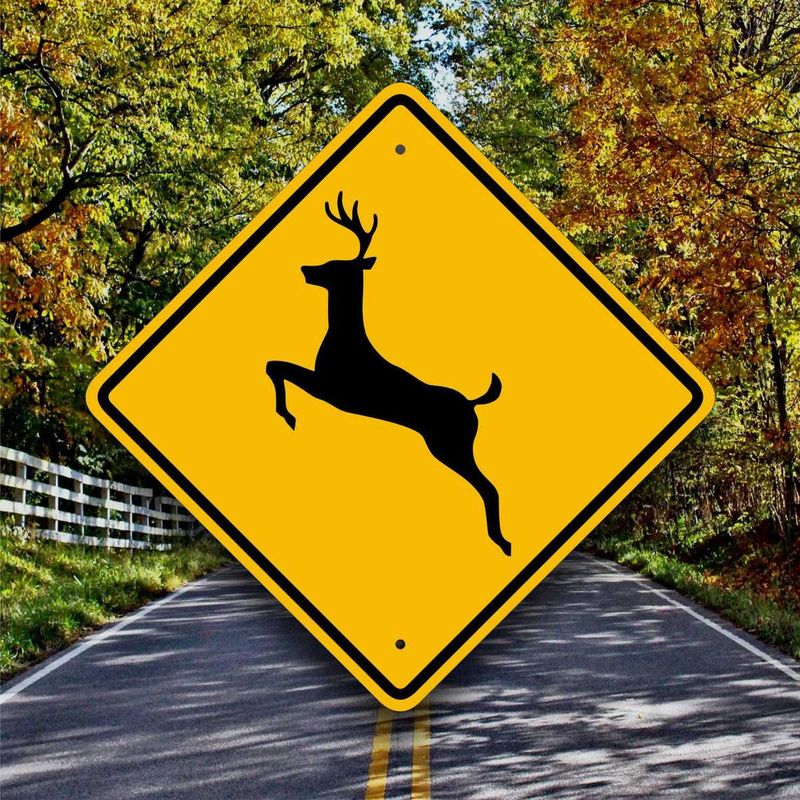 Drive Carefully, Especially At Dawn And Dusk