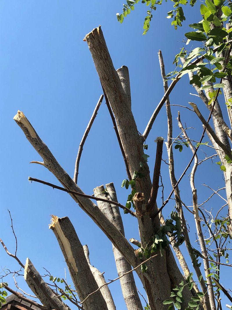 Proper Pruning Timing