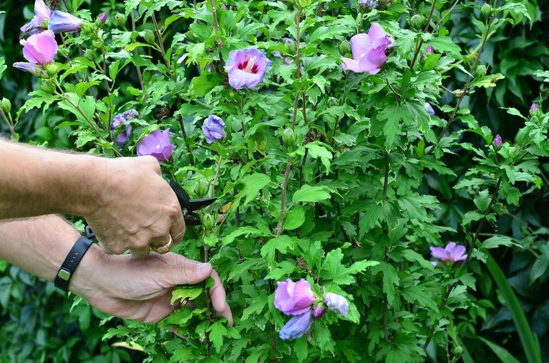 Glove-Up For Hardy Varieties