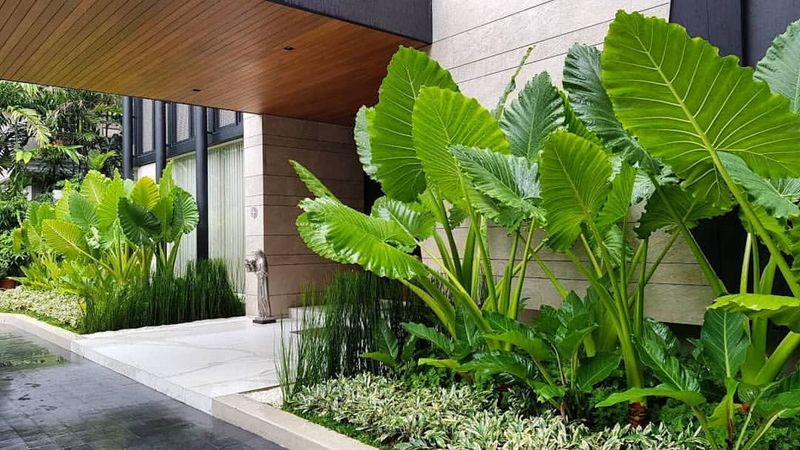 Tropical Entryway