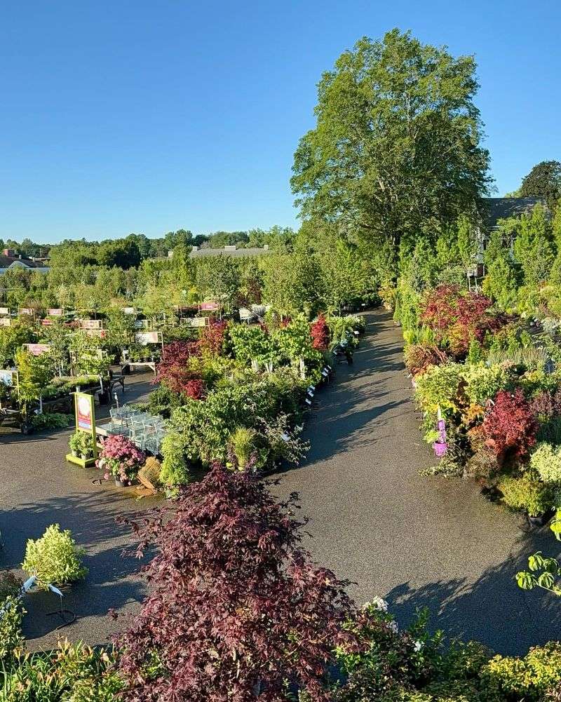 Plant Trees and Shrubs