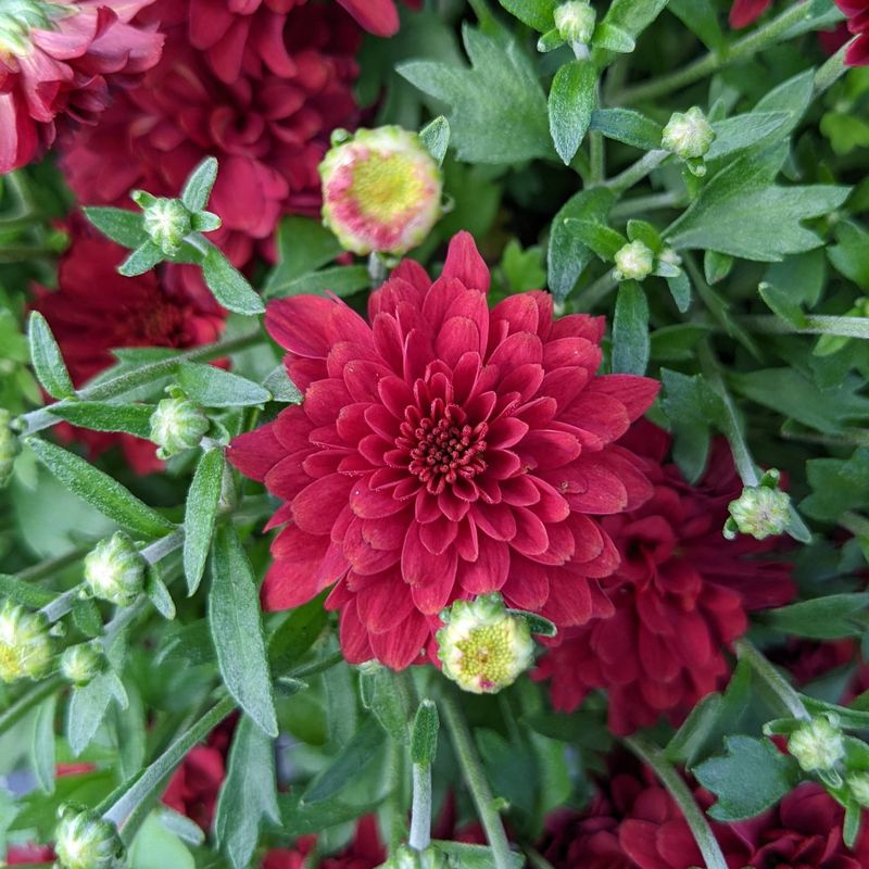 Mulch Magic For Root Protection