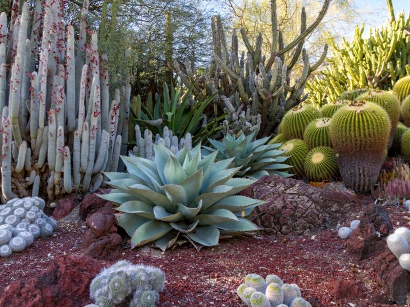 Fertilizing In Dry Environments