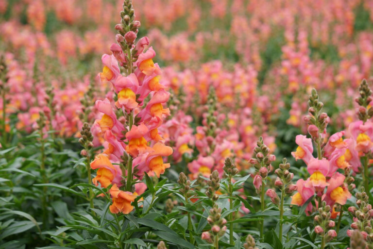 snapdragons flowers (featured image)