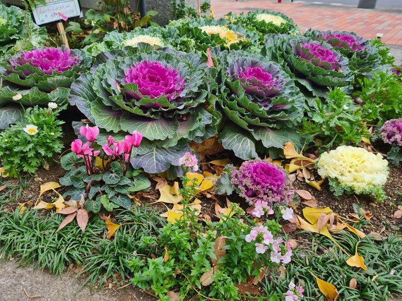 Ornamental Kale
