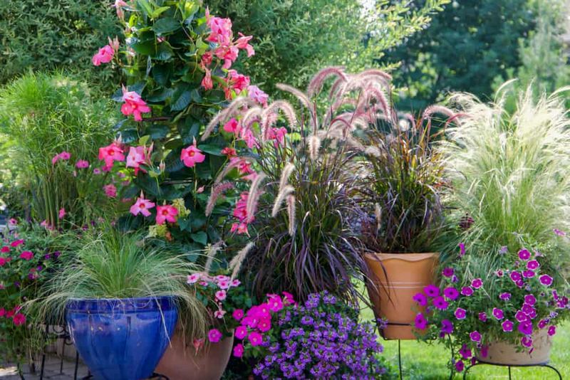 Purple Fountain Grass