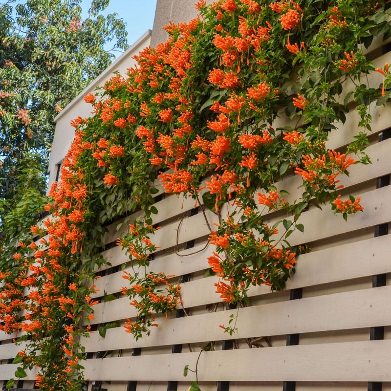 Coral Honeysuckle And Beautyberry