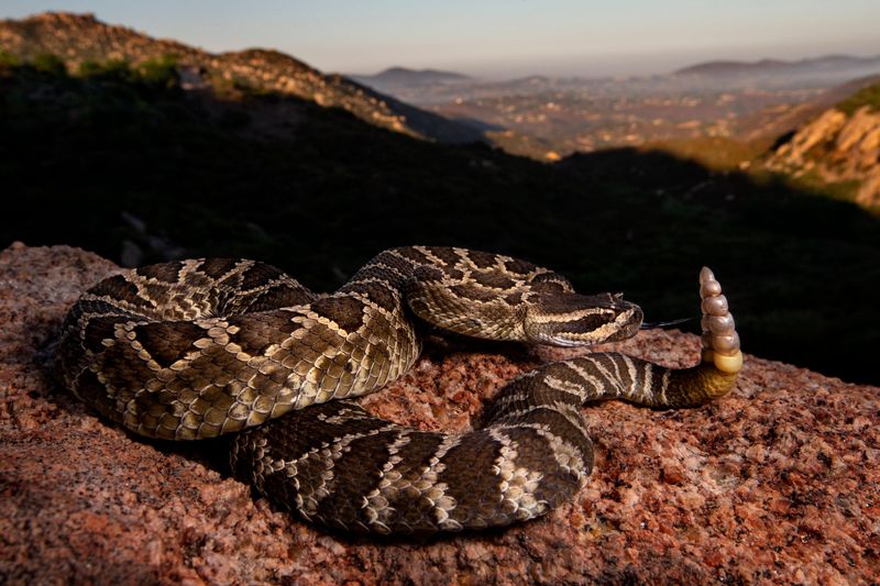 Western Diamondback Rattlesnakes Near Rock Features